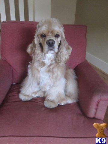 Cocker Spaniel stud dog